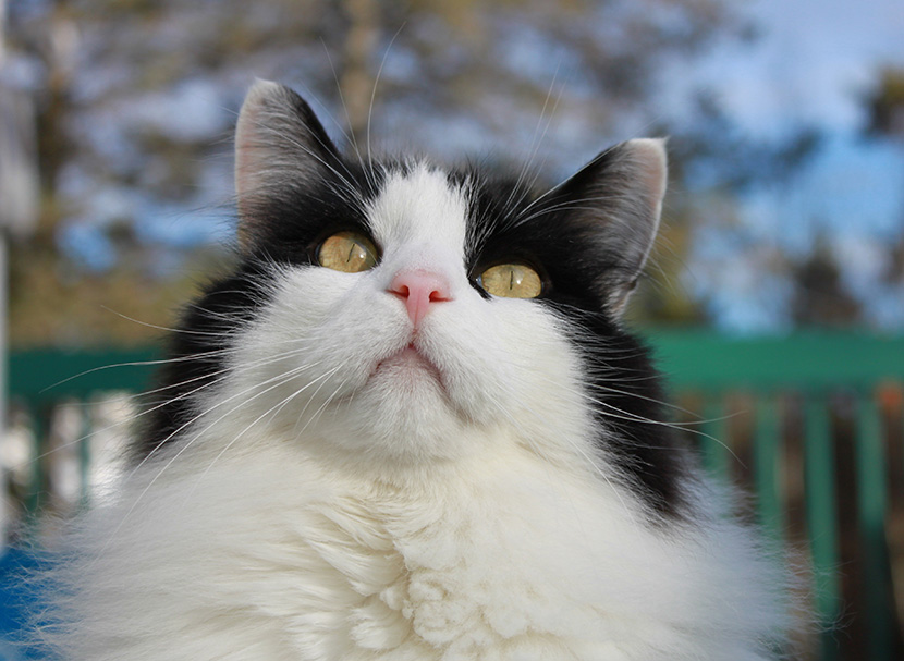 黑白奶牛猫的美照