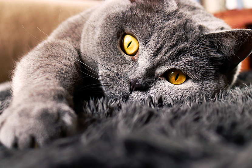 橘眼的大灰猫