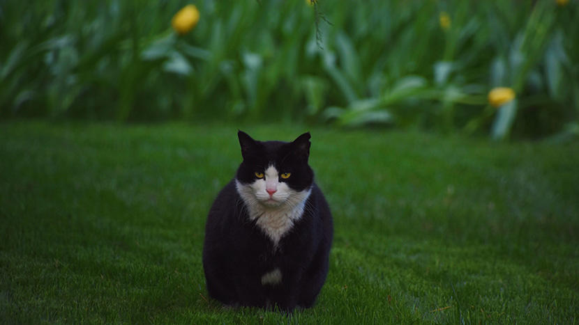 草地上霸气侧漏的大黑猫