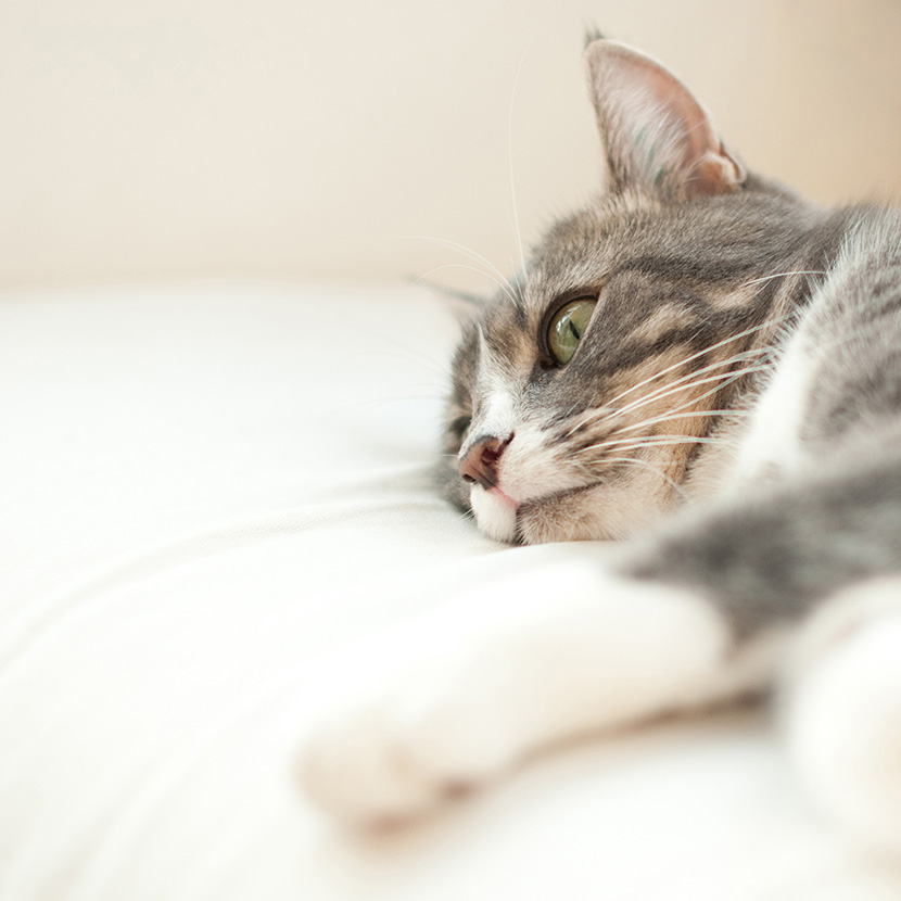 躺在床上若有所思的小灰猫
