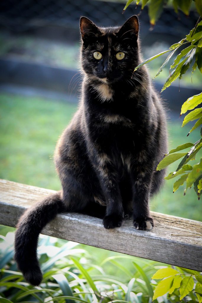 木条板上的小花黑猫