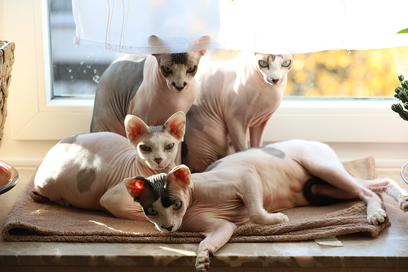 四只无毛裸猫斯芬克斯猫