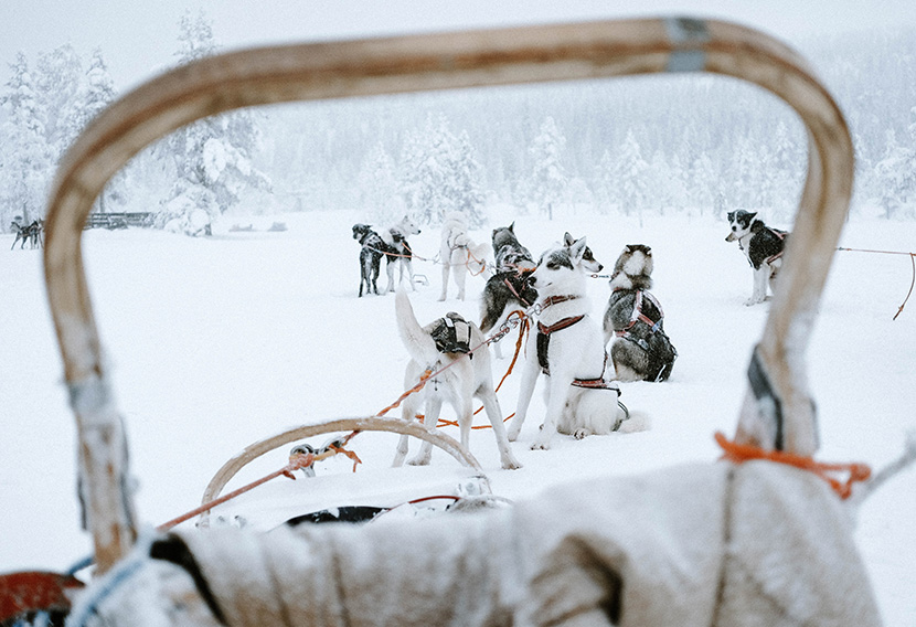 坐在雪地上的雪橇犬们
