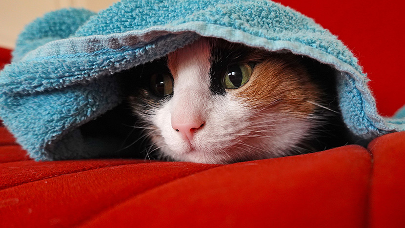 躲在毛巾下面的小猫猫