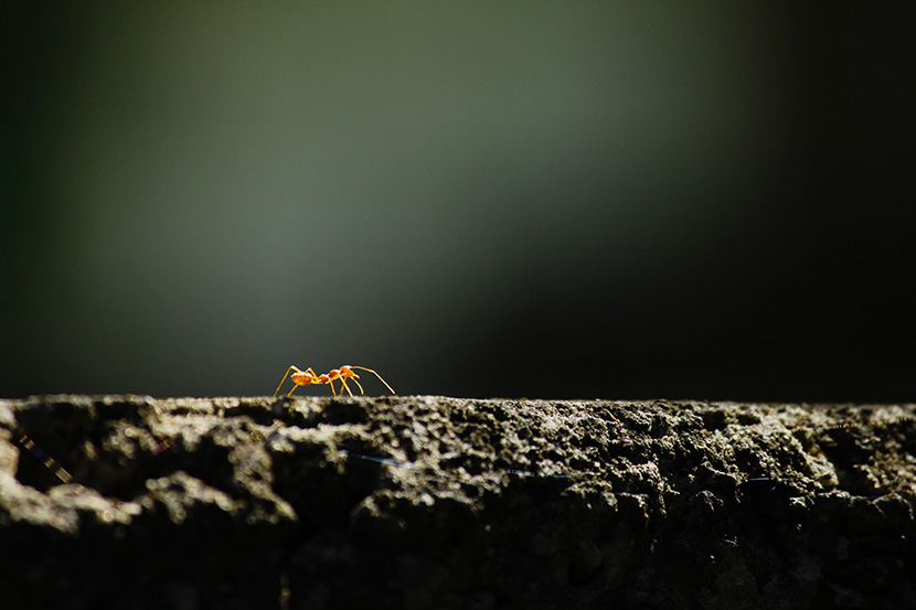 石板上的一只小蚂蚁