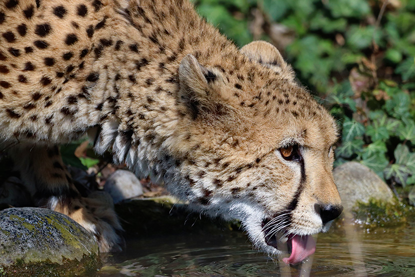 在喝水的大花猫猎豹金钱豹