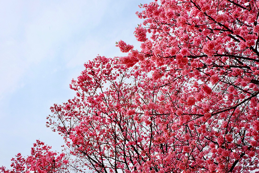 满天红艳艳的樱花树