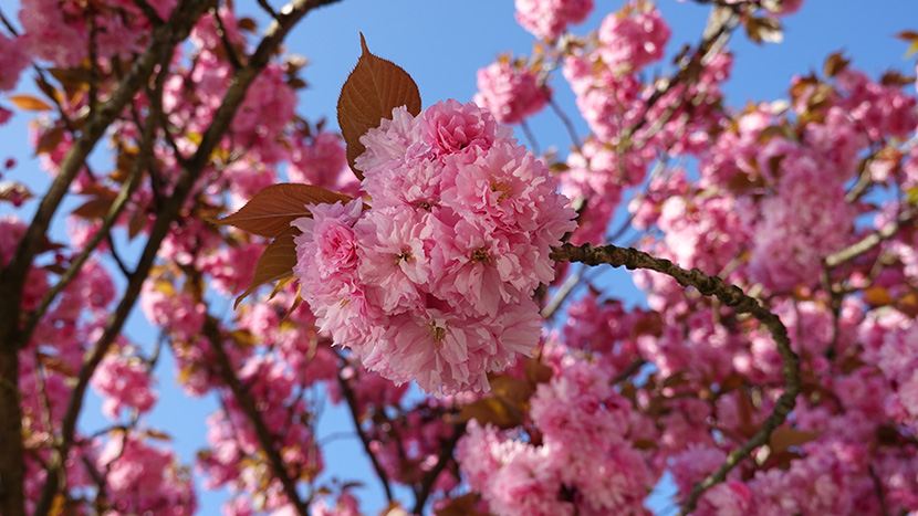 满树的粉红樱花