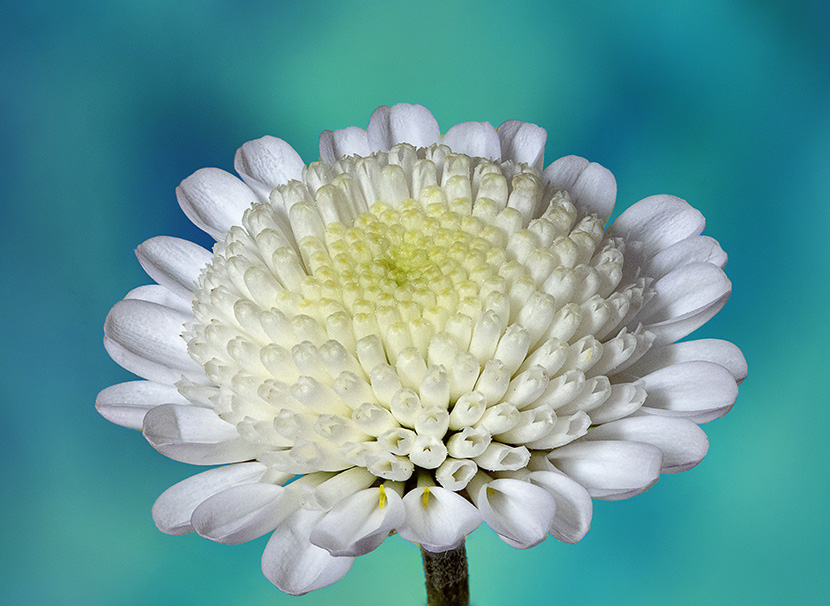 蓝背景下的白菊花