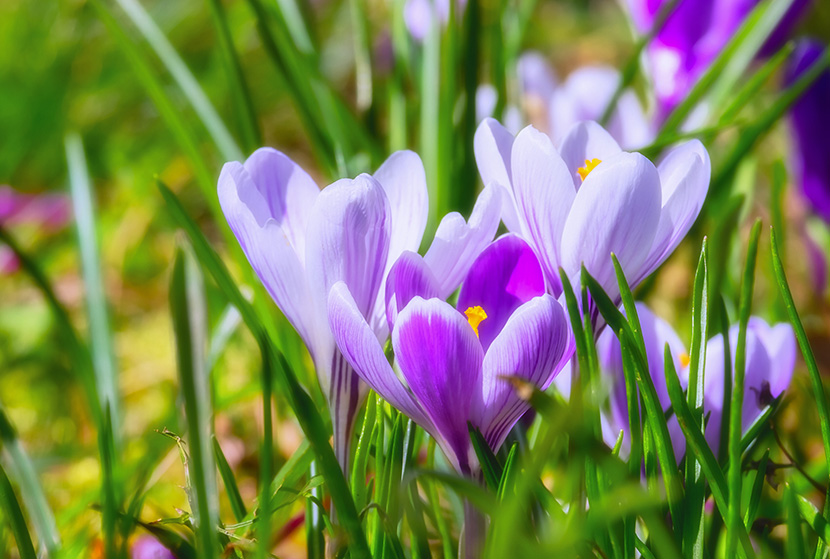 紫白色的兰花