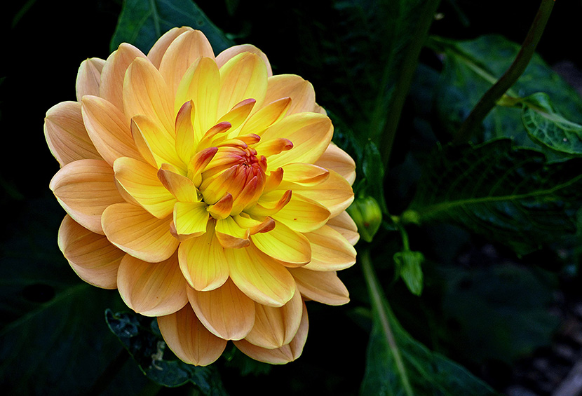 一朵漂亮的黄菊花