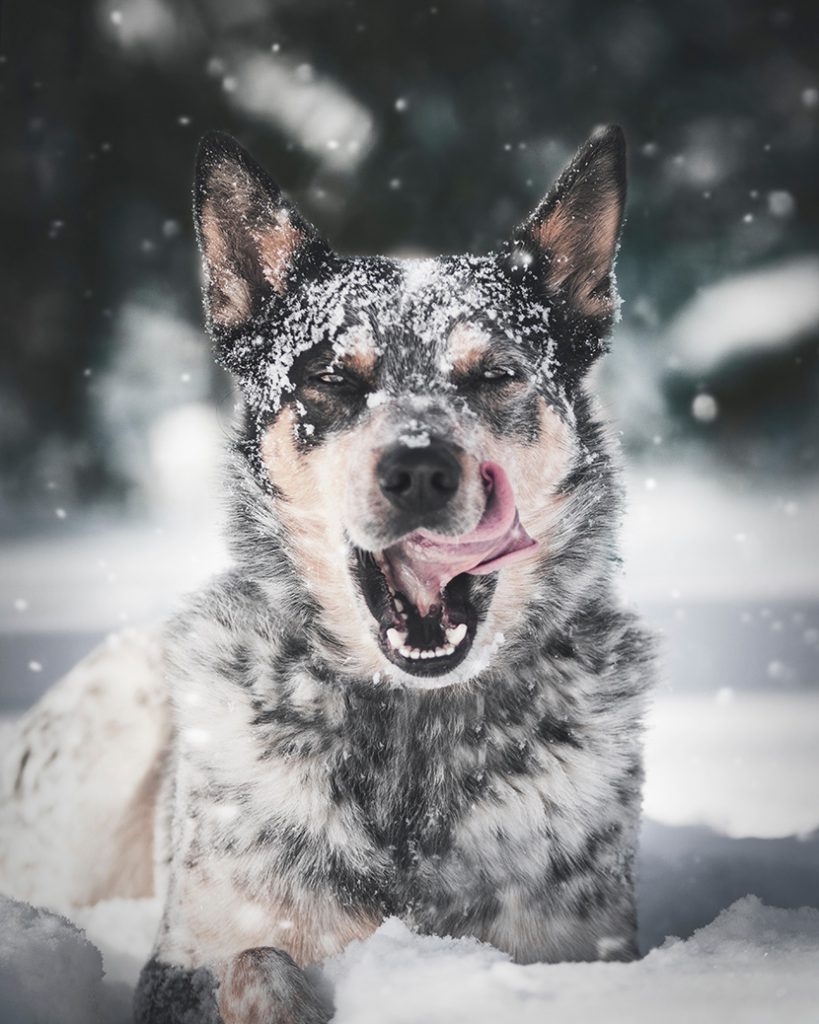 雪地上的大狼狗