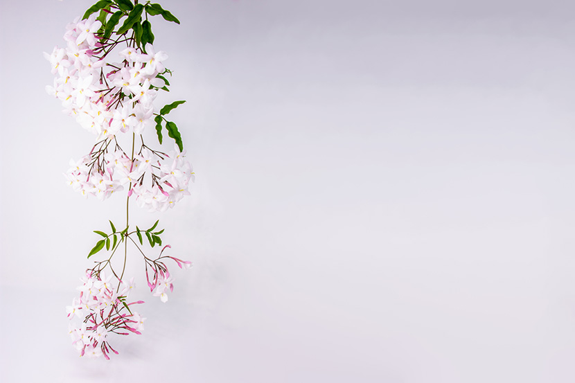 多花素馨（学名：Jasminum polyanthum Franch.）素兴花、鸡爪花、狗牙花(云南)