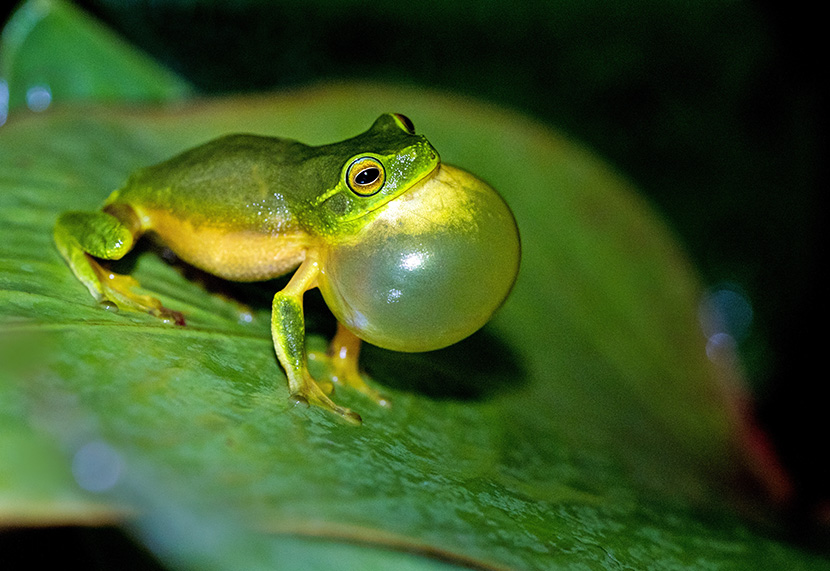 绿叶上呱呱乱叫的小青蛙