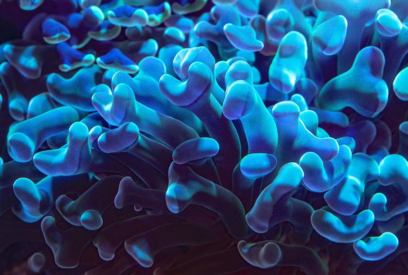 蓝色的珊瑚丛