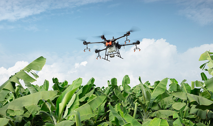 香蕉地上空的大疆DJI-T16植保农用无人机