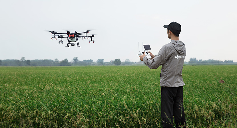 在稻田里喷农药的大疆DJI-T20植保农用无人机作业