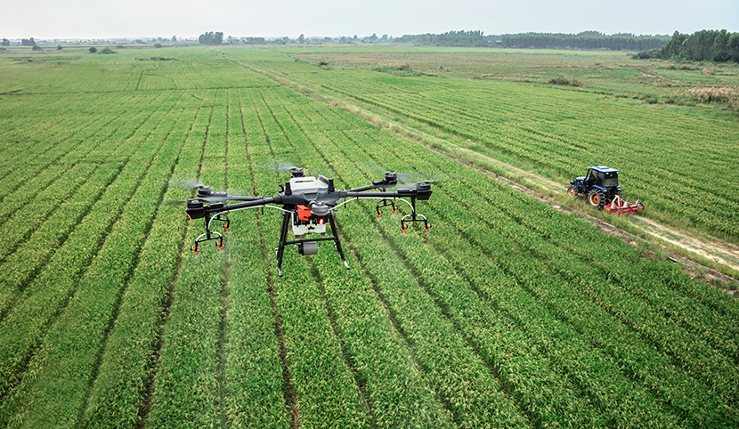 田间作业的大疆DJI-T16植保农用无人机正在喷洒农药