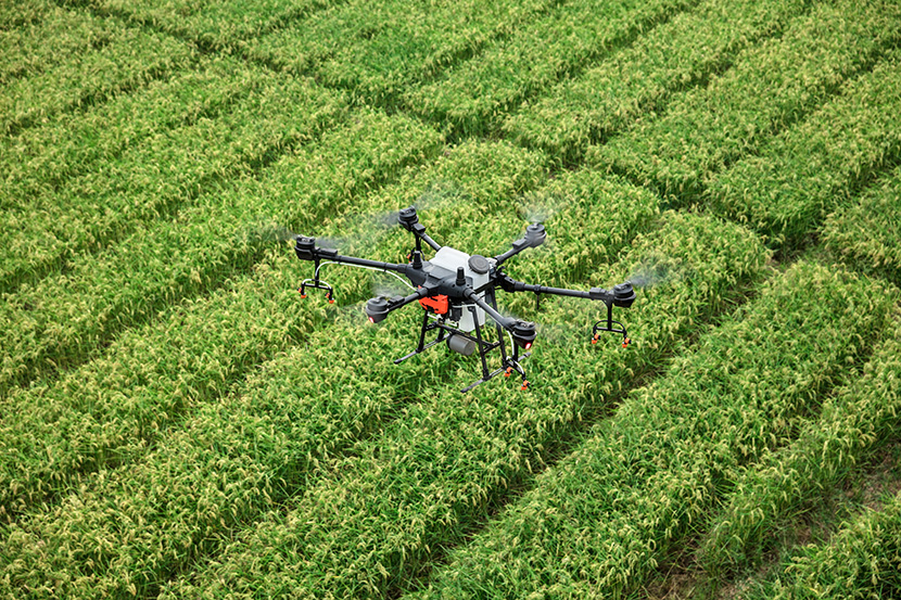 大疆DJI-T20植保农用无人机正在田间上空作业