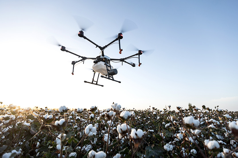 大疆DJI-MG-1P植保农用无人机在棉花田上空飞行