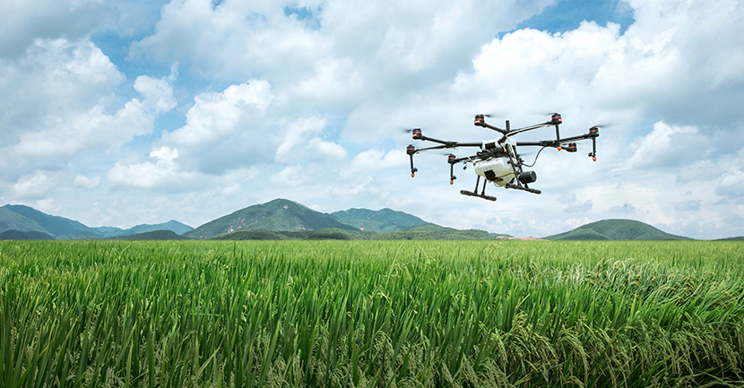 从水稻田上空飞过的大疆DJI-MG-1S Advanced植保农用无人机