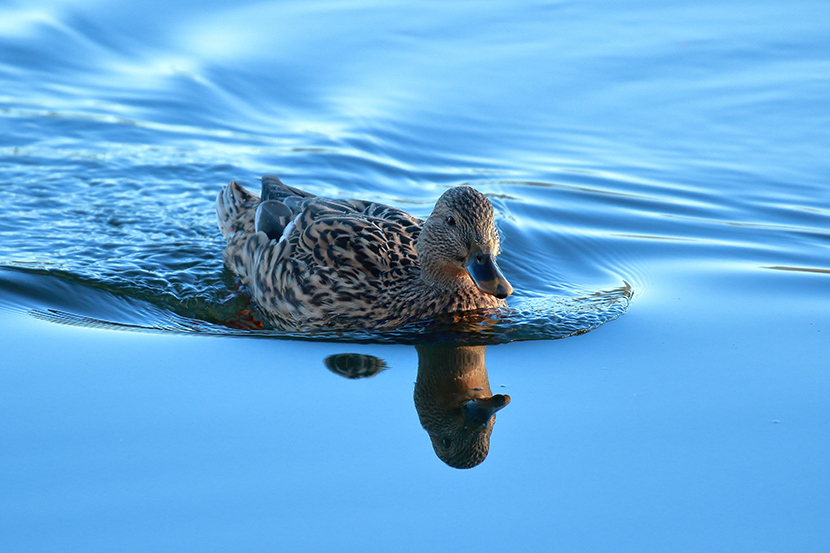 在水中欢快地游水的小花鸭