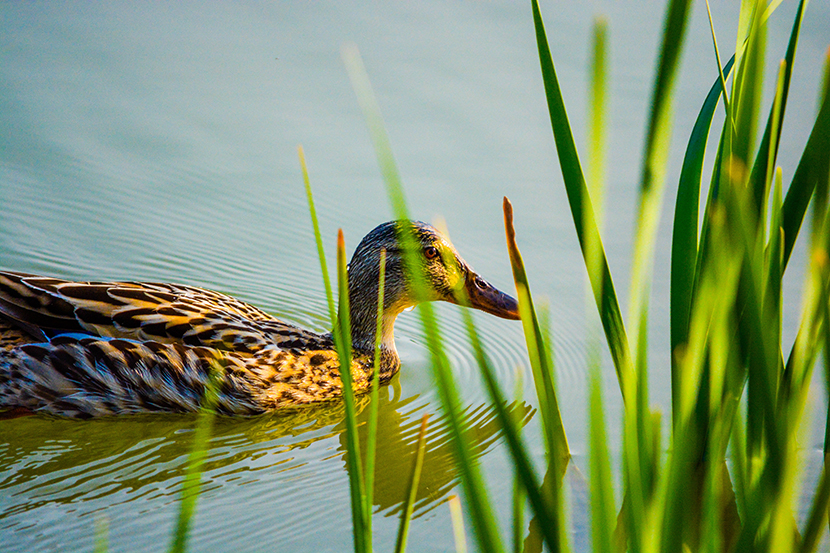 水草中的小麻鸭