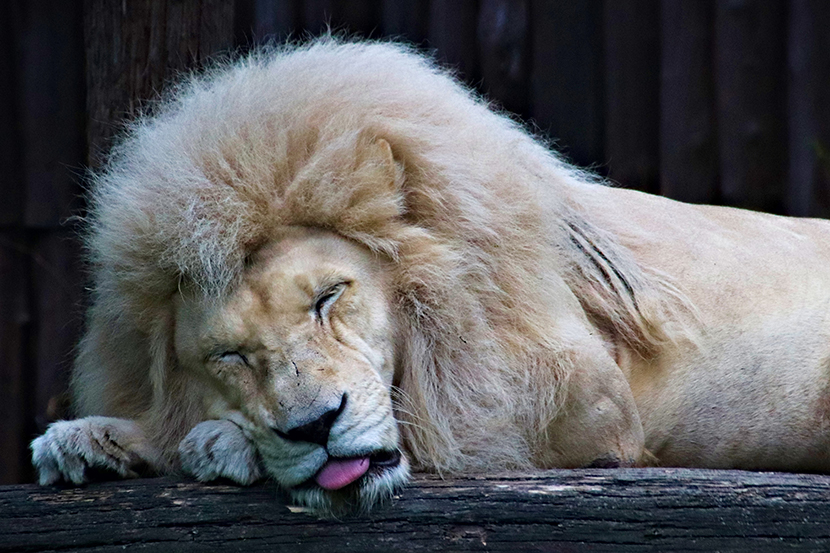 睡觉伸舌头的大狮子