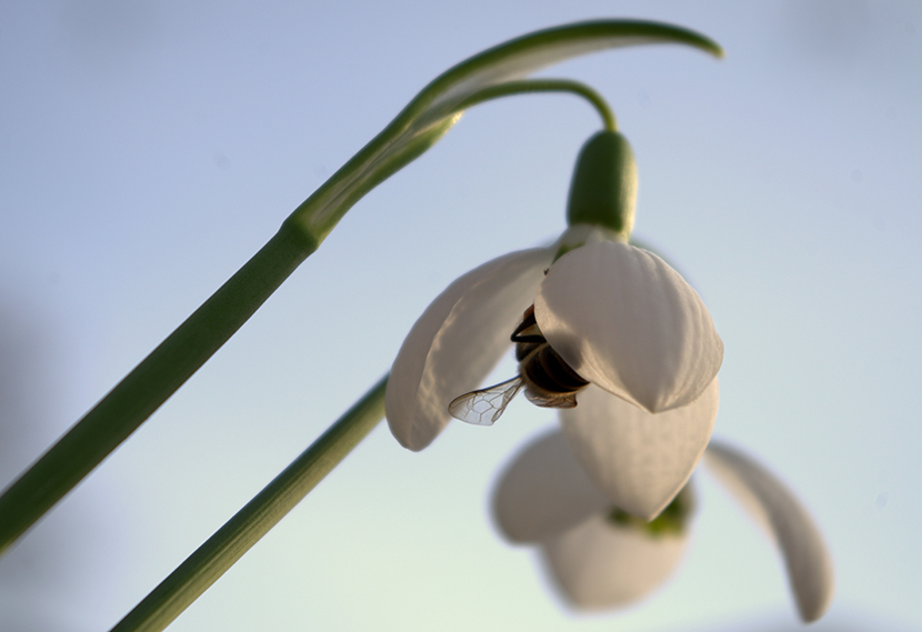 白色灯笼花里的小蜜蜂