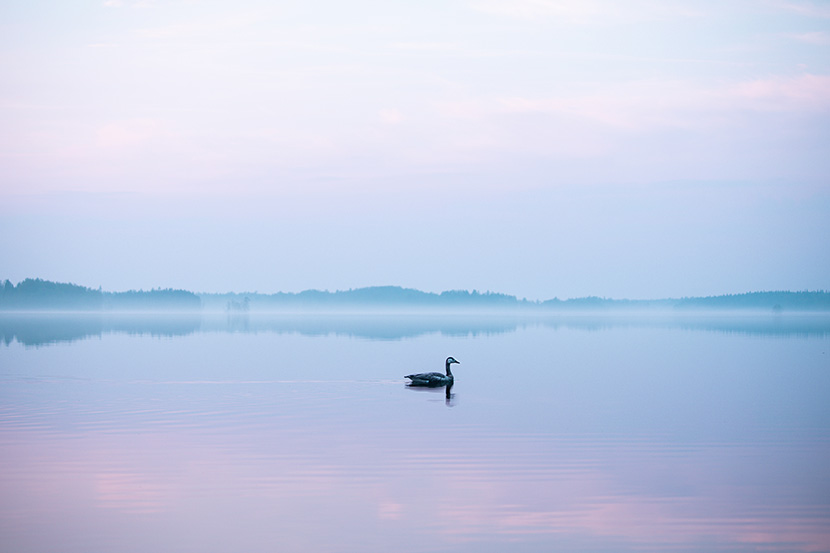 平镜湖里的黑天鹅