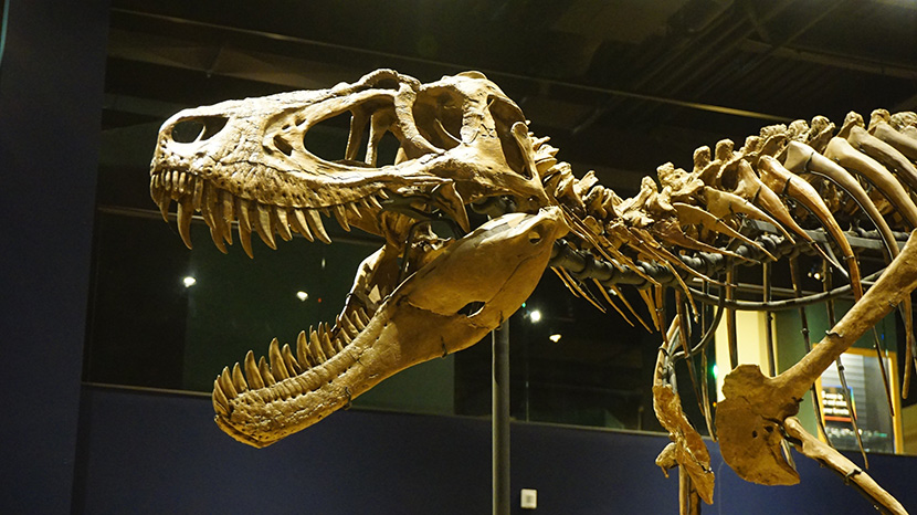 博物馆中陈列的霸王龙骨架化石