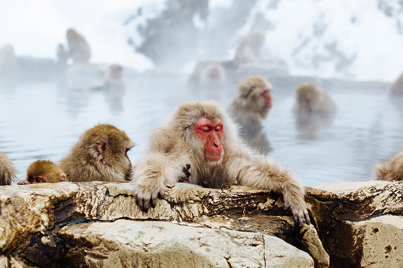 在温泉里泡澡的红脸猕猴