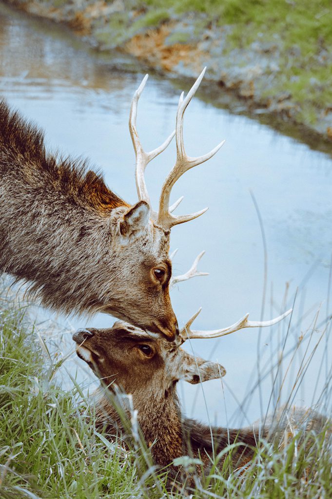 在河边喝水的野生鹿母子