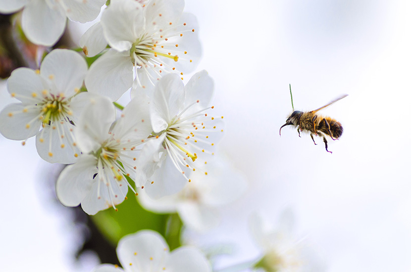 飞向白色梨花的小蜜蜂