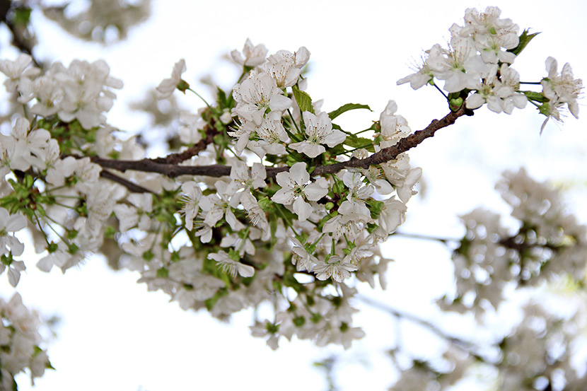 满树的小白花梨花