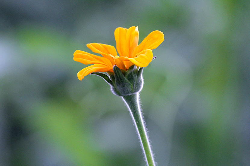 一朵含苞待放的小黄花