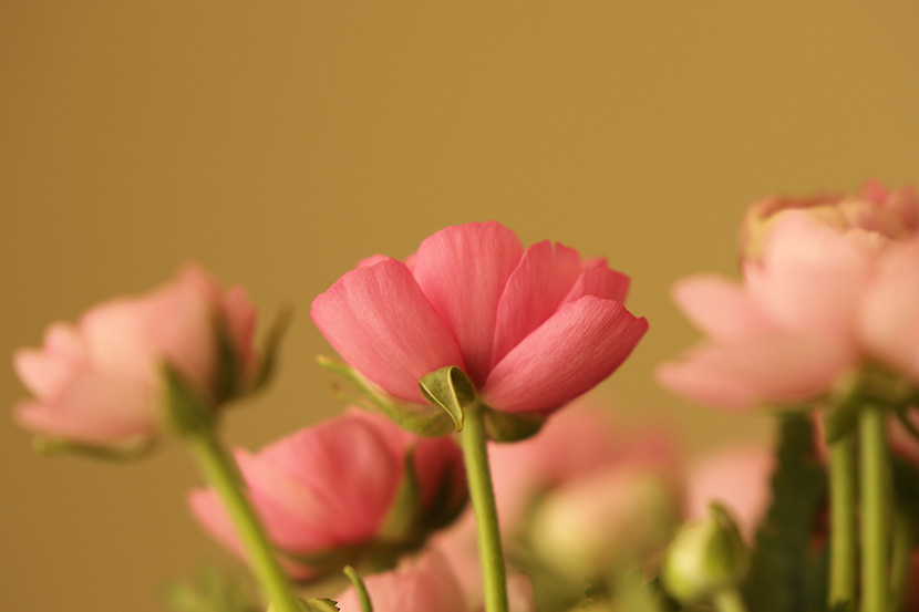 粉粉嫩嫩的小红花