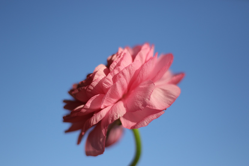 一朵蓝天下的粉色小花
