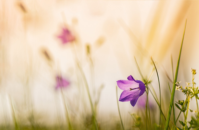 草丛中的一朵小紫花