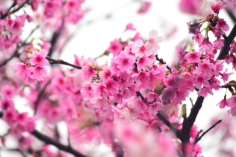 满树的粉红色樱花