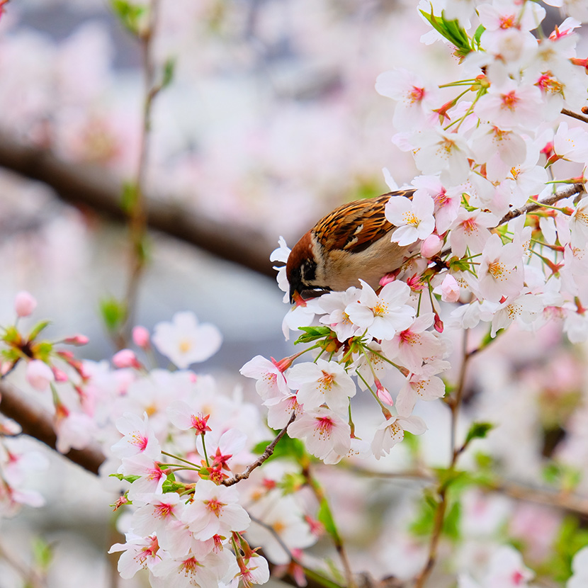 樱花树枝上的小麻雀
