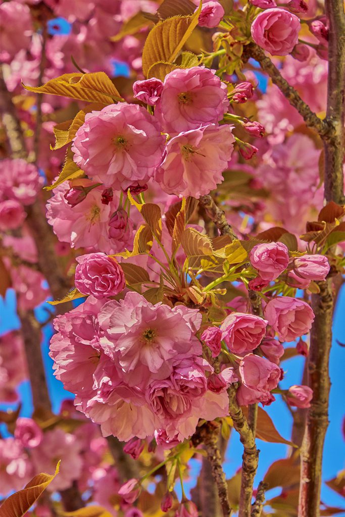 盛开着的重瓣粉色樱花