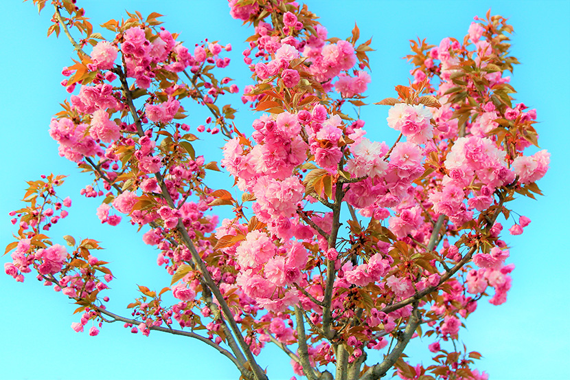 蓝天下的一株樱花树