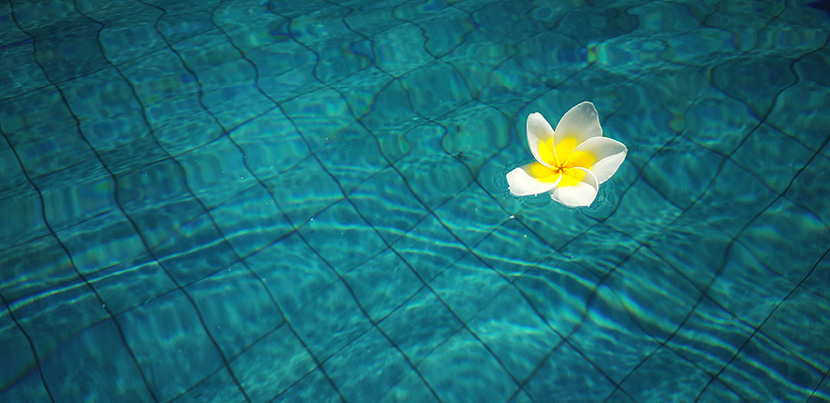 游泳池中的一朵小花