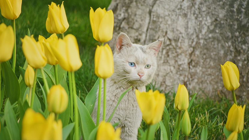 黄色郁金香花丛中神情忧郁的小白猫
