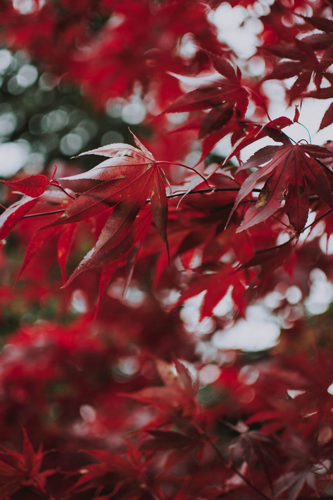 红色的枫叶枫树
