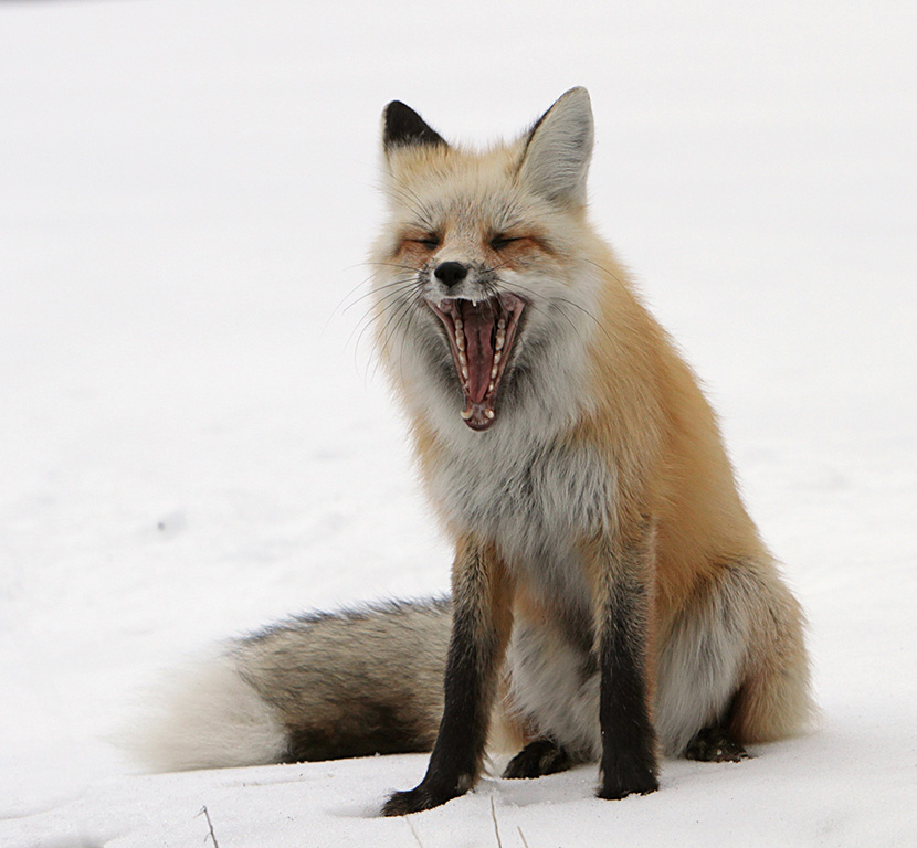 坐在雪地上打哈欠的小狐狸