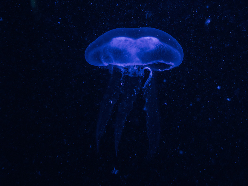 深海中发光的蓝色水母