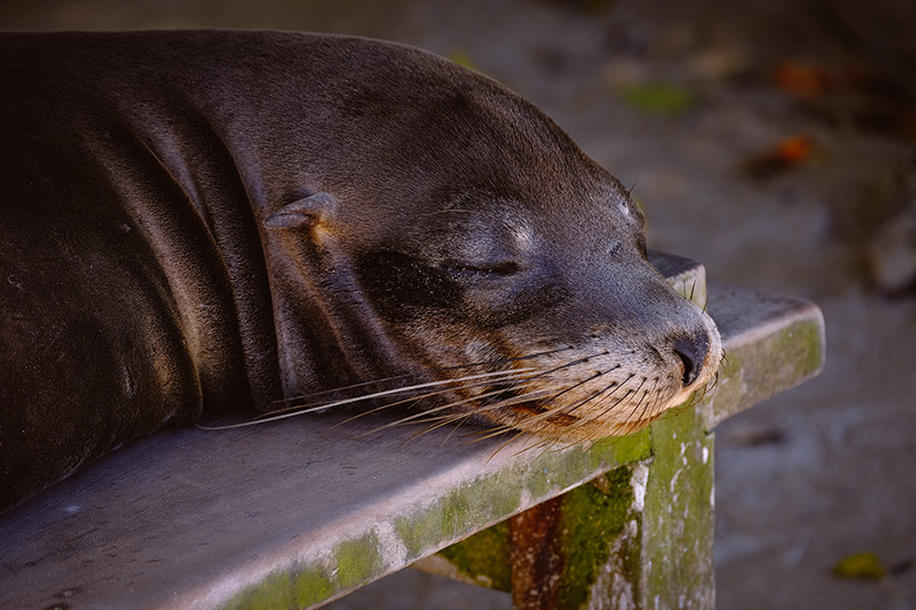在长椅上睡着的海豹