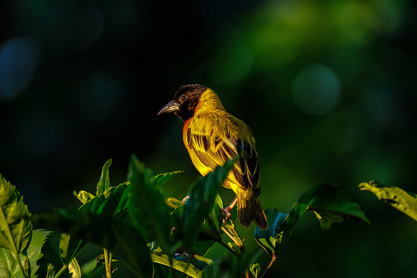 黑额黄胸的织巢鸟baya weaver，主要生活在非洲、澳大利亚和南亚。